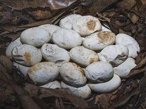 shutterstock_2524776973_snake eggs_čuskas olas.jpg