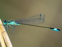 Shutterstock_1675198048_damselfly_zilspāre.jpg