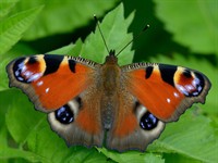 shutterstock_686806702_butterfly_taurenis.jpg