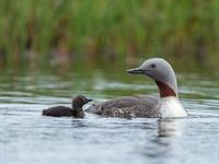 Shutterstock_1407540332_red throated diver_brūnkakla gārgale.jpg