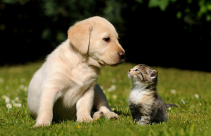 Cute-Puppy-Kitten.png