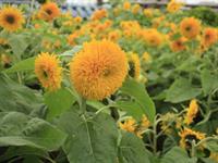 Shutterstock_2274037381_sunflower_saulespuķe.jpg