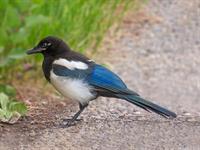shutterstock_2323193679_magpie_žagata.jpg