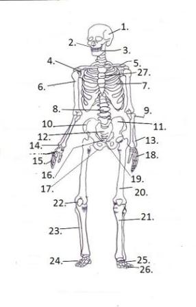 labeled-skeleton-diagram222.jpg