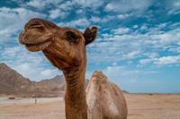 camel-4306242_1280.jpg