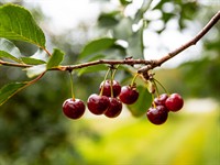 Shutterstock_2180824003_cherries_ķirši.jpg