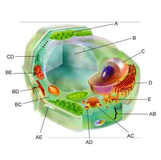 animal-and-plant-cell-77.jpg