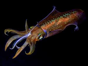 Shutterstock_1607814760_squid_kalmārs.jpg