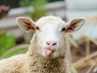 Shutterstock_554749171_sheep_aita.jpg