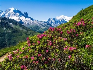 shutterstock_2300974015_alps landscape_alpu ainava.jpg