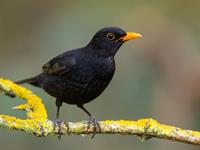 Shutterstock_2449901477_blackbrid_melnais strazds.jpg