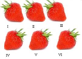 6 zemenesNUM.JPG