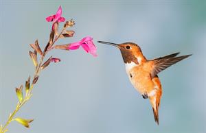 hummingbird-pix.jpg