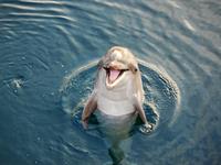 Shutterstock_398586814_friendly dolphin_draudzīgs delfīns.jpg