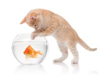 Shutterstock_228906229_cat and fish_kaķis un zivs.jpg