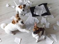 Shutterstock_1166878528_dogs making mess_suņi rīko nekārtību.jpg