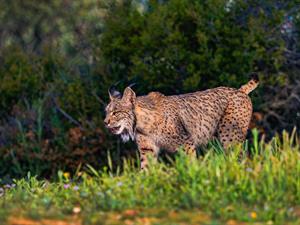 shutterstock_2493733643_lynx_lūsis.jpg