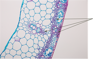 YCUZD_250324_7161_15.png