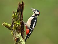 Shutterstock_731053603_woodpecker_dzenis.jpg