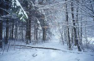winter-picture_forest-l8.jpg