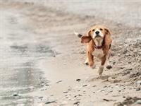 Shutterstock_263354525_dog running_suns skrien.jpg
