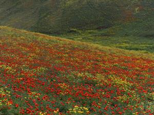 shutterstock_2490879525_meadow_pļava.jpg