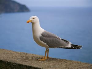 Shutterstock_1404411431_seagull_kaija.jpg