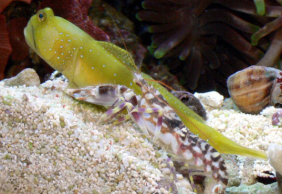 shrimp.png
