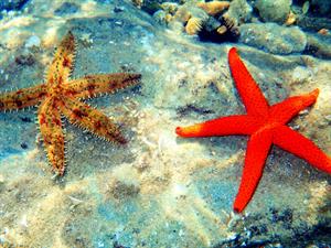 Shutterstock_1441271918_sea stars_jūras zvaigznes.jpg