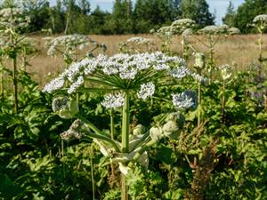 Shutterstock_674562310_cow parsnip_latvānis.jpg