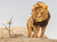 Shutterstock_1946016403_lion_lauva.jpg