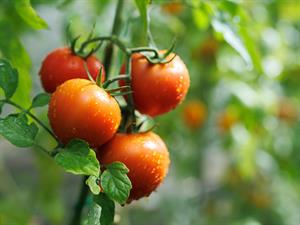 shutterstock_2505290129_tomatoes_tomāti.jpg
