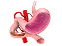 Shutterstock_764273983_stomach_kuņģis.jpg