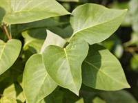 Shutterstock_2502514583_lilac leaves_ceriņu lapas.jpg