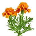 Shutterstock_2204302657_marigold_samtene.jpg