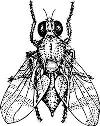 musa3.jpg