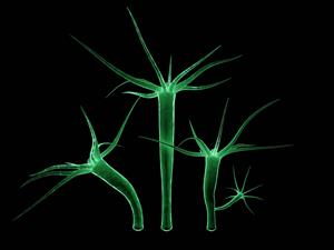 Shutterstock_1730352406_hydra_hidra (1).jpg