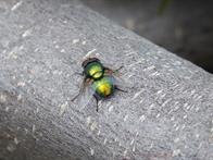 calliphora-vicina-1427318_1920.jpg