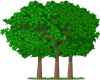 trees.png