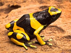 Shutterstock_280488080_yellow-banded poison dart frog_raibvarde.jpg