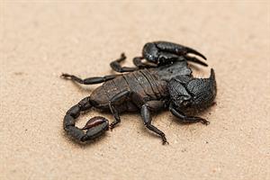 scorpion-pix.jpg
