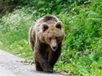 shutterstock_2477744383_bear_lācis.jpg