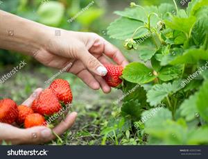 stock-photo-hands-with-fresh-strawberries-collected-in-the-garden-420557440.jpg