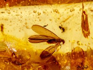 Shutterstock_1367600669_insects in amber_kukaiņi dzintarā.jpg