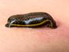 Shutterstock_1723467355_leech_dēle.jpg