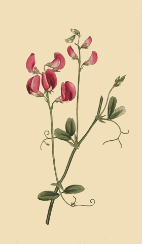Lathyrus-Tuberosus2.png