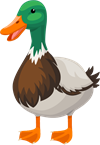 duck2.png