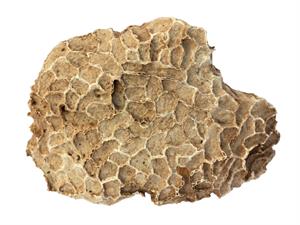 Shutterstock_137246117_coral fossils_korāļu fosīlija.jpg