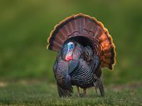 shutterstock_2319341051_turkey_tītars.jpg