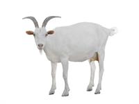 Shutterstock_303881741_goat_kaza.jpg